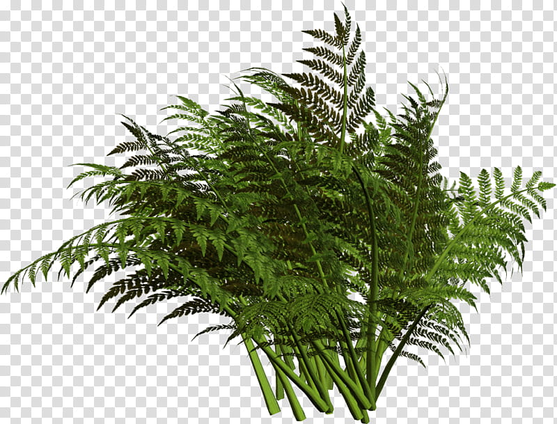 Flower Drawing, Fern, Plants, Fiddlehead Fern, Terrestrial Plant, Vegetation, Grass, Leaf transparent background PNG clipart