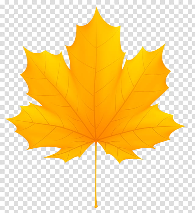 Autumn Plant, Autumn Leaf Color, Maple Leaf, Orange, Tree transparent background PNG clipart