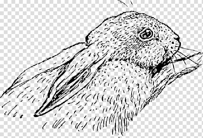 Bird Line Drawing, Hare, Holland Lop, Rabbit, White Rabbit, Lop Rabbit, Line Art, Pet transparent background PNG clipart