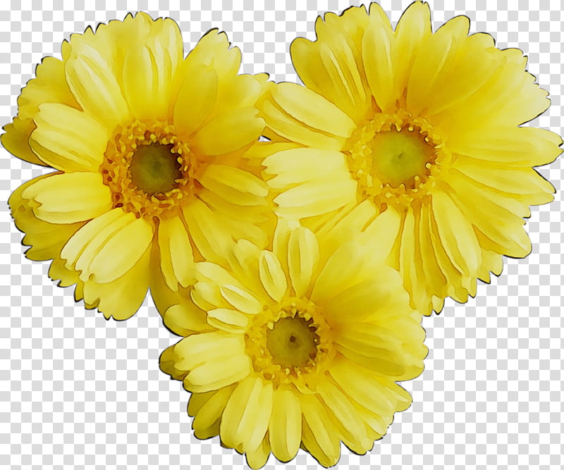 Floral Flower, Transvaal Daisy, Chrysanthemum, Cut Flowers, Russia, Argyranthemum, Author, Yandex transparent background PNG clipart