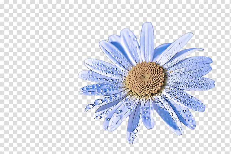 Daisy, Gerbera, Blue, Barberton Daisy, Flower, Chamomile, Petal, Mayweed transparent background PNG clipart