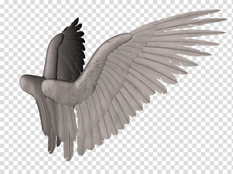 Feathered Wings  , Wings transparent background PNG clipart