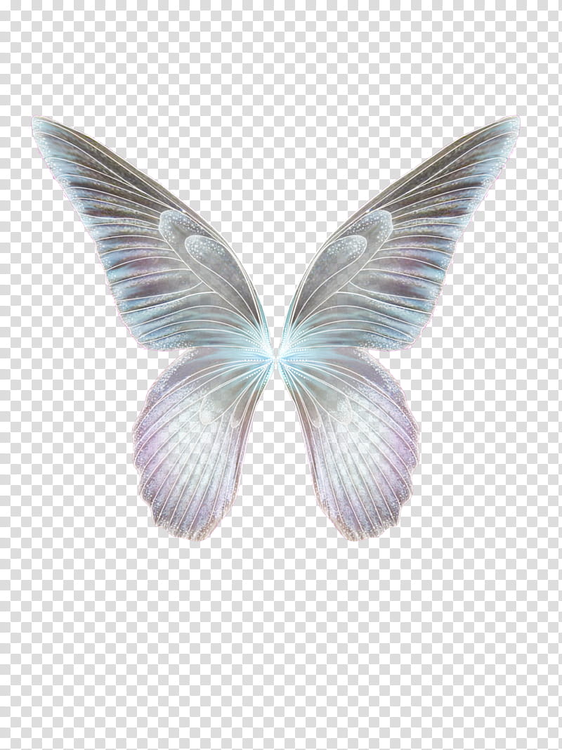 Faerie Wing s, gray and white butterfly wings illustration transparent background PNG clipart