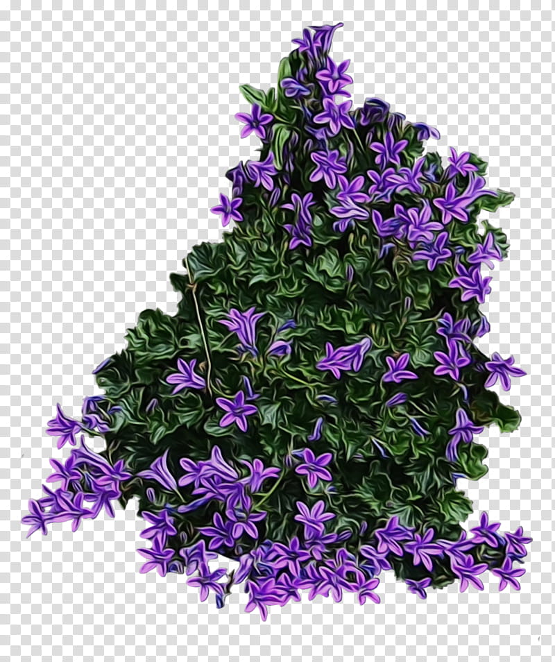 flower flowering plant purple plant violet, Watercolor, Paint, Wet Ink, Bellflower, Bellflower Family, Lobelia, Melastome Family transparent background PNG clipart