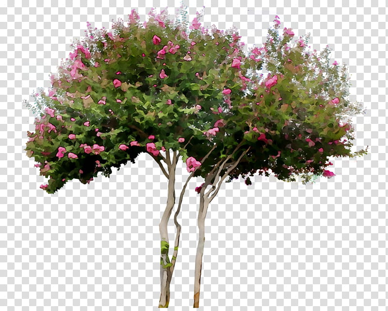 Family Tree, Shrub, Royal Poinciana, Woody Plant, Plants, Houseplant, Branch, Crepemyrtle transparent background PNG clipart
