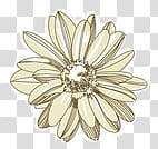 Super descargatelo, yellow daisy flower art transparent background PNG clipart
