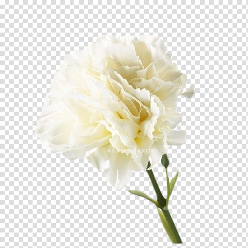 Black And White Flower, Carnation, Artificial Flower, Flower Bouquet, Blume, Ikea, Floral Design, Furniture transparent background PNG clipart