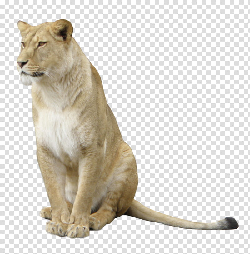 Lion female, brown lioness transparent background PNG clipart
