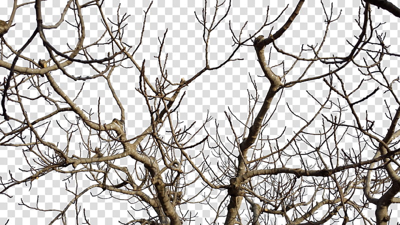 Branches , brown wooden driftwood transparent background PNG clipart