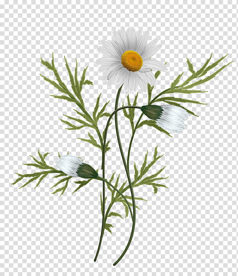 Daisies , white petal flower painting transparent background PNG clipart