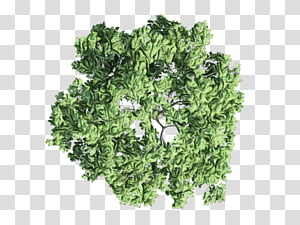 Summer Flower, Watercolor, Paint, Wet Ink, Parsley, Coriander, Herb, Cleanser transparent background PNG clipart thumbnail