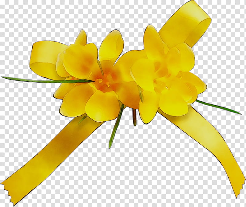 Flowers, Yellow, Cut Flowers, Plant Stem, Plants, Narcissus, Petal, Pedicel transparent background PNG clipart