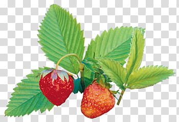 fruits P, two red strawberry fruits transparent background PNG clipart