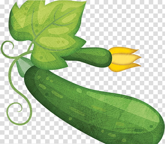 Green Leaf, Zucchini, Summer Squash, Cucumber, Pumpkin, Vegetable, Field Pumpkin, Cucurbits transparent background PNG clipart