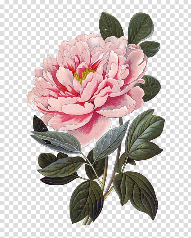 Watercolor Pink Flowers, Peony, Drawing, Moutan Peony, Common Peony, Printmaking, Watercolor Painting, Chinese Peony transparent background PNG clipart