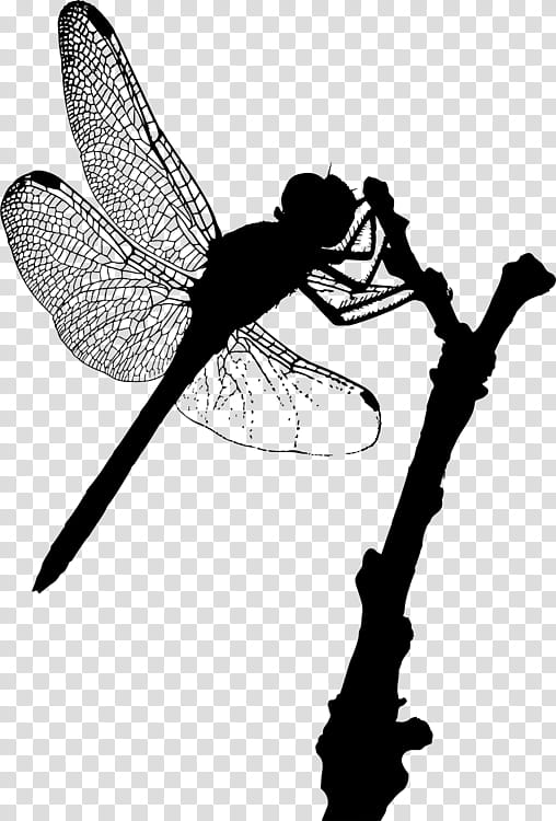 Insect A Dragonfly? Silhouette Damselflies, Mayfly, Black And White
, Insect Wing, Odonata, Dragonflies And Damseflies, Damselfly, Blackandwhite transparent background PNG clipart