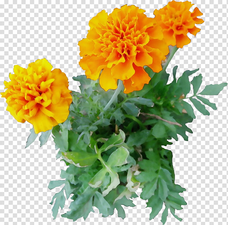 flower flowering plant tagetes english marigold tagetes patula, Watercolor, Paint, Wet Ink, Yellow, Petal, Calendula, Annual Plant transparent background PNG clipart