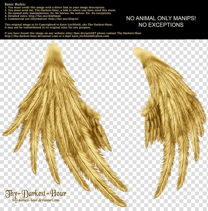 Enchantress Wings Golden transparent background PNG clipart