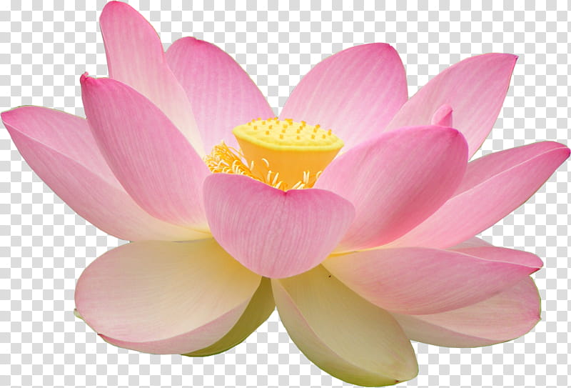 Loto Flower, pink lotus flower transparent background PNG clipart