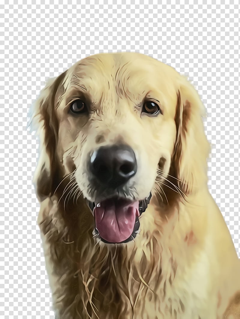 dog dog breed golden retriever retriever sporting group, Watercolor, Paint, Wet Ink, Companion Dog transparent background PNG clipart