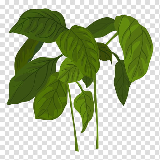 African Tree Basil Herb Italian Cuisine African Blue Basil