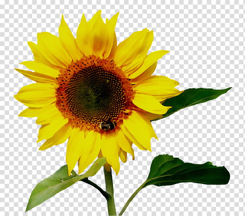 Oil Painting Flower, Common Sunflower, Drawing, Sunflower Seed, Sunflower Oil, Watercolor Painting, Sunflowers, Yellow transparent background PNG clipart