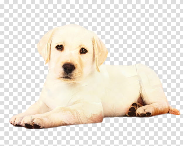 Golden Retriever, Labrador Retriever, Puppy, Labradoodle, Pet, Canvas, Filhote, Pet Shop transparent background PNG clipart