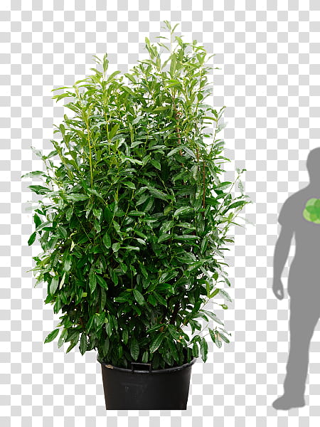 Cherry Tree, Cherry Laurel, Portuguese Laurel, Bay Laurel, Shrub, Hedge, English Yew, Houseplant transparent background PNG clipart