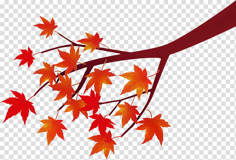 maple tree branch maple tree autumn, Leaf, Red, Plant, Maple Leaf, Black Maple, Flower transparent background PNG clipart
