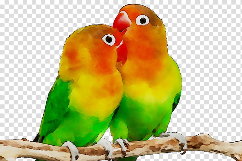 Bird Parrot, Budgerigar, Fischers Lovebird, Rosyfaced Lovebird, Sparrow, Pet, Animal, Aviary transparent background PNG clipart