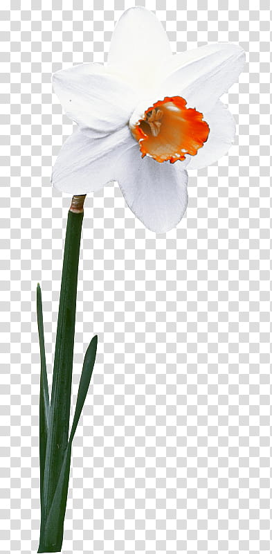 Flowers, Cut Flowers, Plant Stem, Narcissus, Petal, Plants, Spring Framework, Orange transparent background PNG clipart
