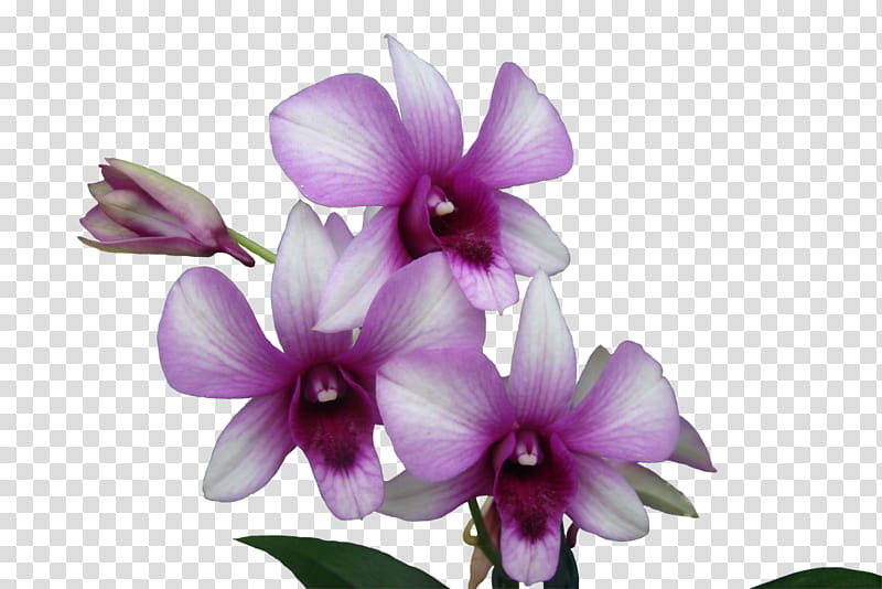 orchids, blooming purple and white flowers transparent background PNG clipart