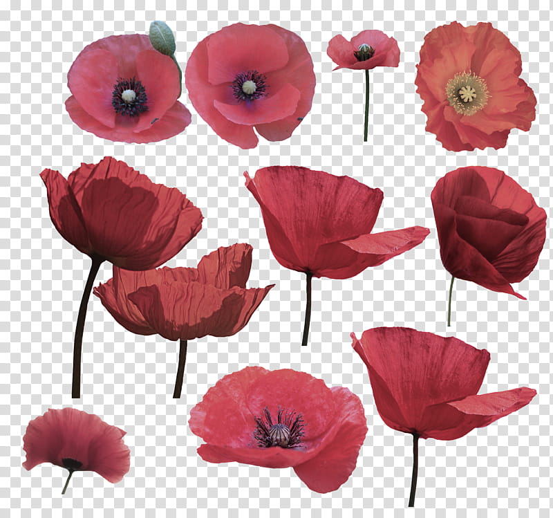 flower petal red pink plant, Corn Poppy, Coquelicot, Oriental Poppy, Cut Flowers transparent background PNG clipart