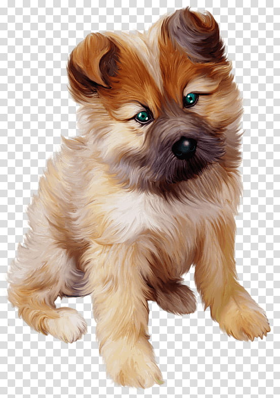 Dog, Puppy, Havanese Dog, Maltese Dog, Yorkshire Terrier, American Eskimo Dog, Shih Tzu, German Spitz Klein transparent background PNG clipart