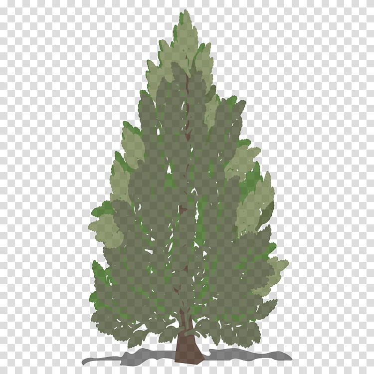 balsam fir white pine shortleaf black spruce yellow fir colorado spruce, Lodgepole Pine, Tree, Red Pine, Oregon Pine, Jack Pine transparent background PNG clipart