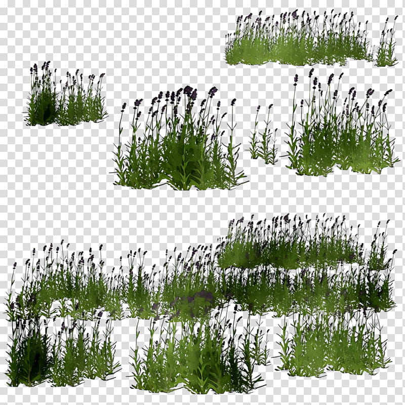 Family Tree, Shrubland, Vegetation, Biome, Conifers, Grasses, Shortleaf Black Spruce, Lodgepole Pine transparent background PNG clipart