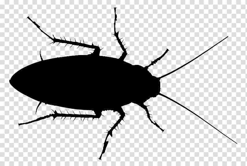 Leaf, Cockroach, American Cockroach, Indoxacarb, Pest Control, Brown Cockroach, Bugbros Pest Control, Insect transparent background PNG clipart