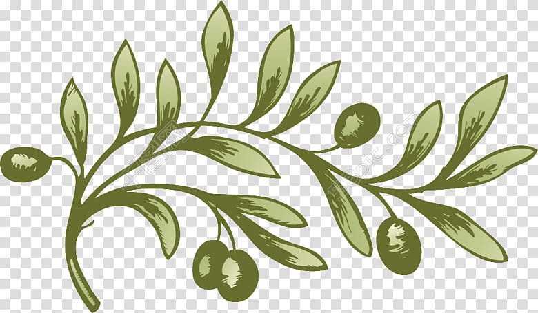 Olive Tree Drawing, Olive Branch, Plant, Leaf, Flora, Flower, Line Art, Fruit transparent background PNG clipart