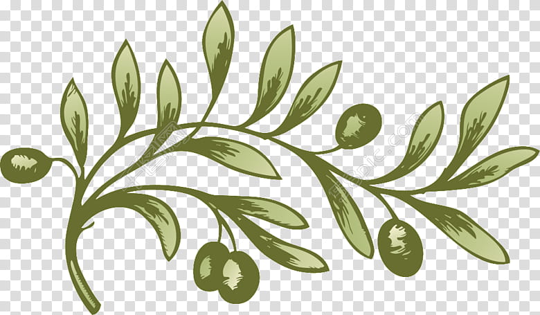 Cartoon olive branch with green foliage organic Vector Image