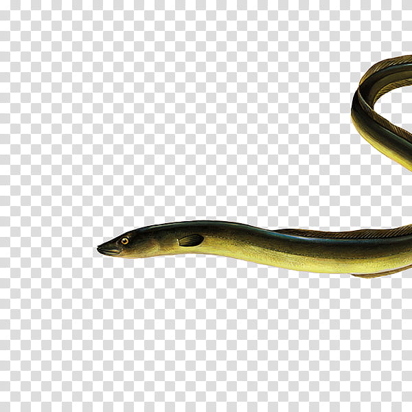 Snake, Eel, European Eel, Mambas, Fish, Freshwater Fish, Species, Seafood transparent background PNG clipart