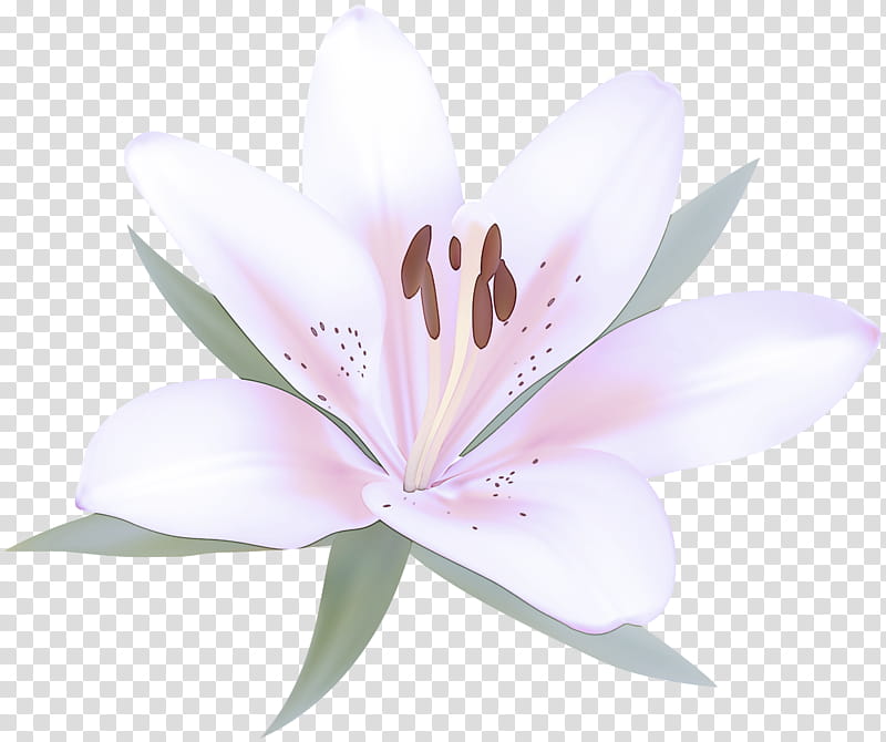 flowering plant petal flower lily pink, Stargazer Lily, Lily Family, Wildflower transparent background PNG clipart