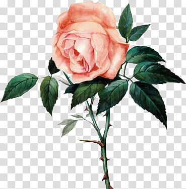 Idk, pink rose plant transparent background PNG clipart