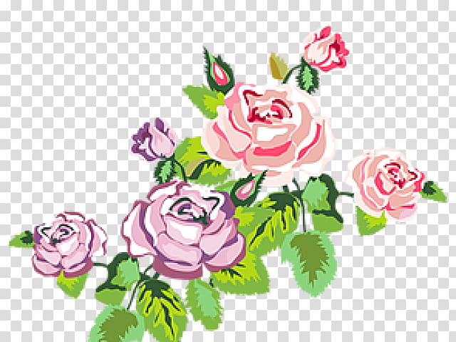 Pink Flower, Rose, Shabby Chic, Floral Design, Pink Flowers, Bohochic, Garden Roses, Cut Flowers transparent background PNG clipart