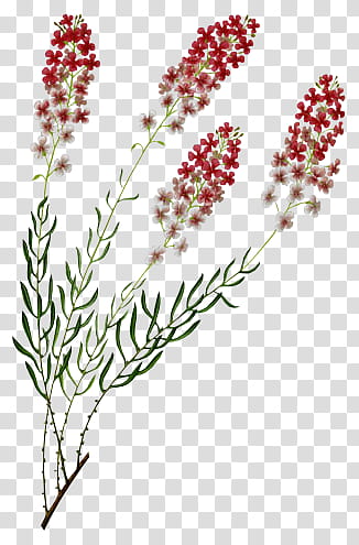 red cluster flowers transparent background PNG clipart