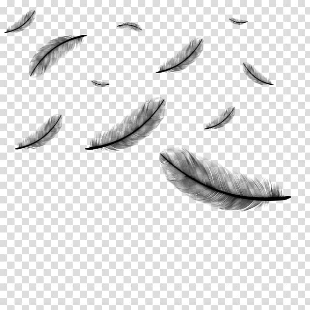Peacock Drawing, Feather, White Feather, Peafowl, Desi Natural Peacock Eye Feathers Tails, Leaf, Text, Blackandwhite transparent background PNG clipart