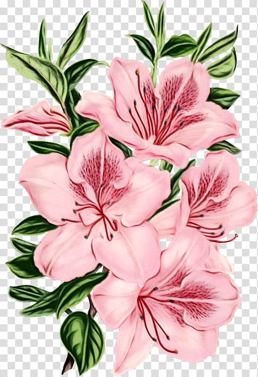 flower flowering plant plant petal peruvian lily, Watercolor, Paint, Wet Ink, Pink, Cut Flowers, Stargazer Lily transparent background PNG clipart