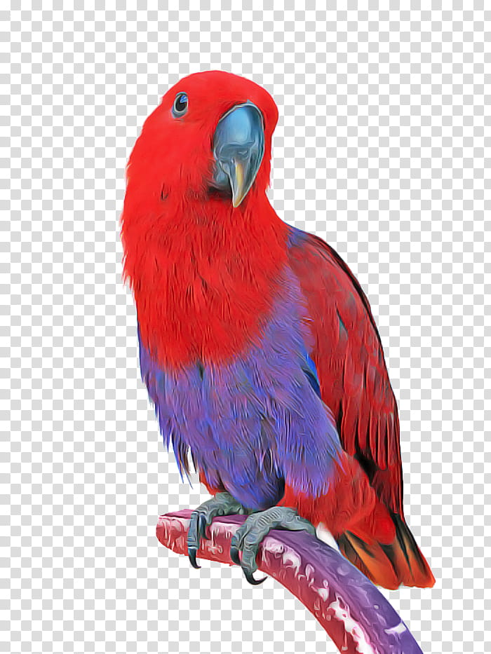Feather, Bird, Beak, Parrot, Macaw, Red, Lorikeet, Wing transparent background PNG clipart