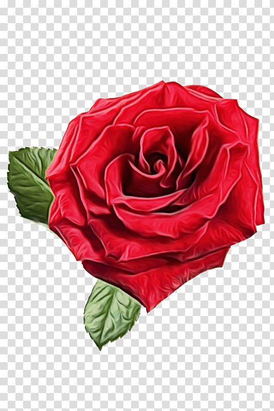 Pink Flower, Garden Roses, Cabbage Rose, Floribunda, Cut Flowers, Petal, Red, Hybrid Tea Rose transparent background PNG clipart