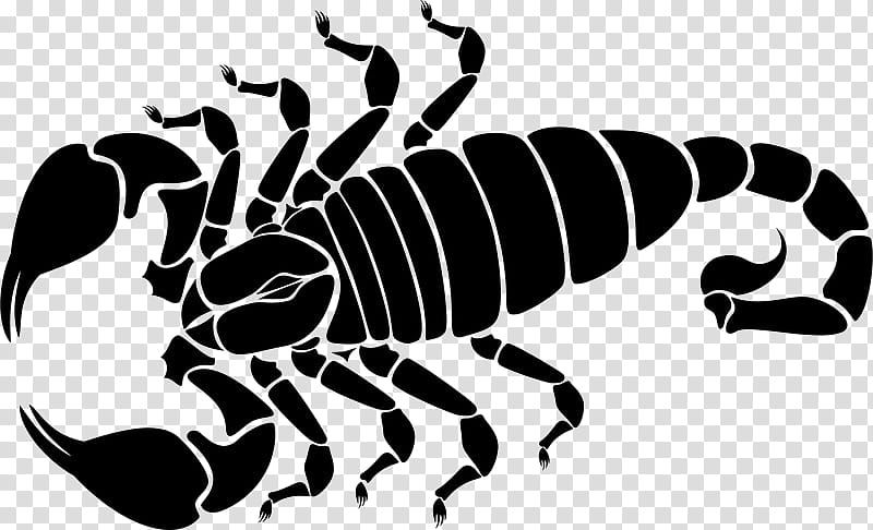 Scorpio Scorpion Drawing Silhouette Black And White Arachnid Transparent Background Png