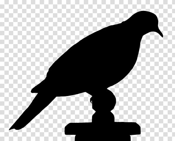 Bird Silhouette, Bird Illustrations, Pigeons And Doves, , , Typical Pigeons, Vertebrate, Beak transparent background PNG clipart